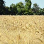 The adaptive response of phosphorus to increasing carbon dioxide in the face of climate change is seen as problematic because crops could be less nutritious in the future. | File photo