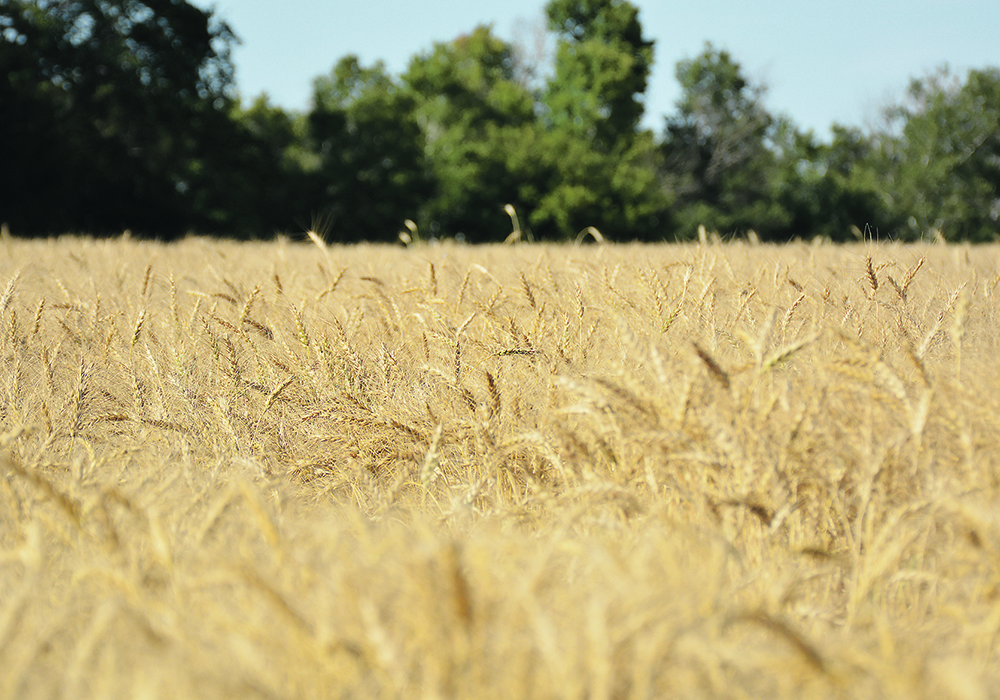 The adaptive response of phosphorus to increasing carbon dioxide in the face of climate change is seen as problematic because crops could be less nutritious in the future.  |  File photo