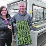 Mindy and Justin Bidewell stand in front of their new AutoStix machine. Justin is holding a tray of plants that had been transplanted with the machine, while Mindy holds a strip of clips that hold the newly cut plants and are planted into the trays. | Mary MacArthur photo