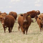 Dr. John Campbell, researcher at the Western College of Veterinary Medicine in Saskatoon, launched the podcast late last year with the idea of giving cattle producers a Canadian perspective of issues within the industry. | File photo