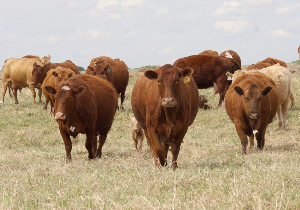 Dr. John Campbell, researcher at the Western College of Veterinary Medicine in Saskatoon, launched the podcast late last year with the idea of giving cattle producers a Canadian perspective of issues within the industry. | File photo