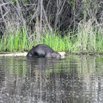 Increasing the water-holding capacity of land due to surrounding beaver installations is a primary benefit to landowners, particularly in drought-prone areas. | File photo