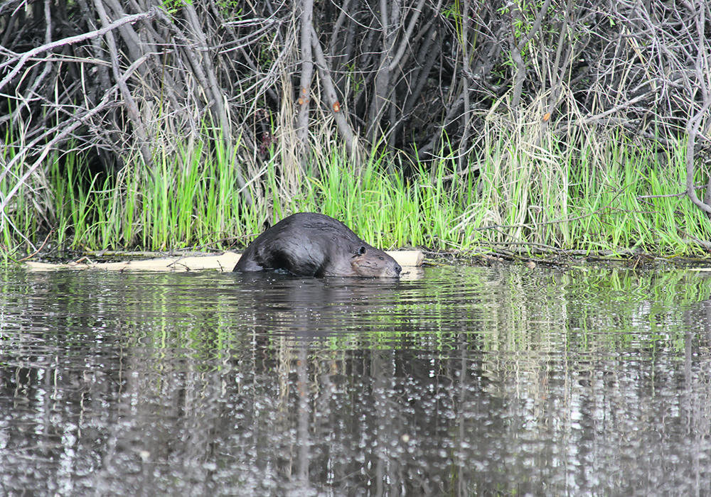 Increasing the water-holding capacity of land due to surrounding beaver installations is a primary benefit to landowners, particularly in drought-prone areas. | File photo