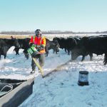 Craig Kaartinen supplements the herd’s diet with pellets when the temperature drops below -20 C. | Charlene Kaartinen photo