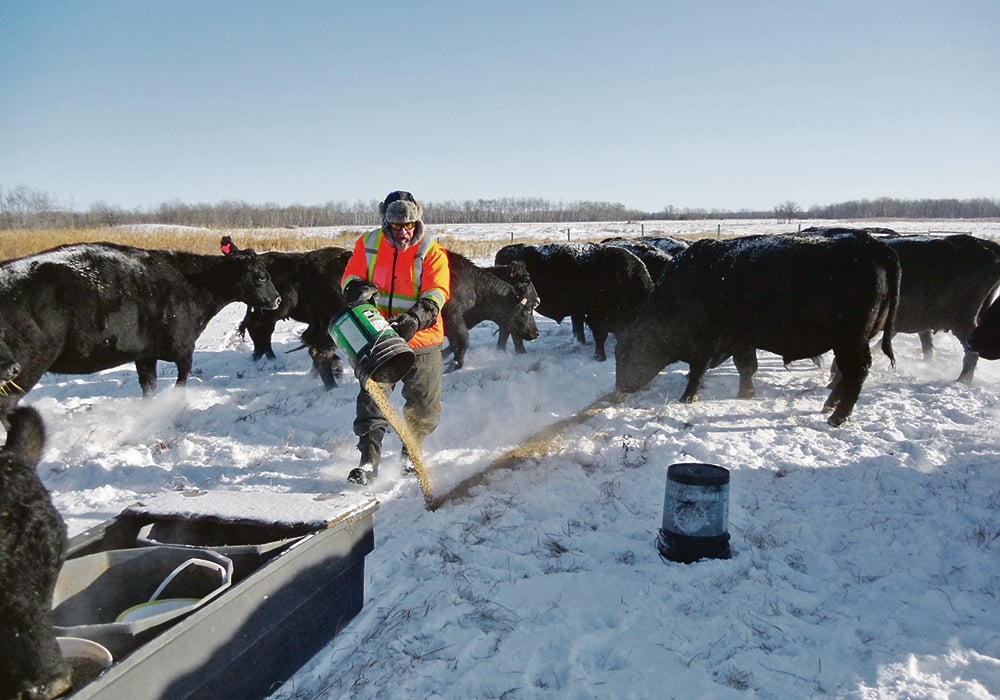 Craig Kaartinen supplements the herd’s diet with pellets when the temperature drops below -20 C. | Charlene Kaartinen photo