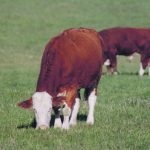 High intensity grazing and short duration grazing as part of a rotational strategy can have positive effects on forage growth and for local water quality, wildlife and biodiversity, but it hasn’t been easy getting climate change advocates onboard. | File photo