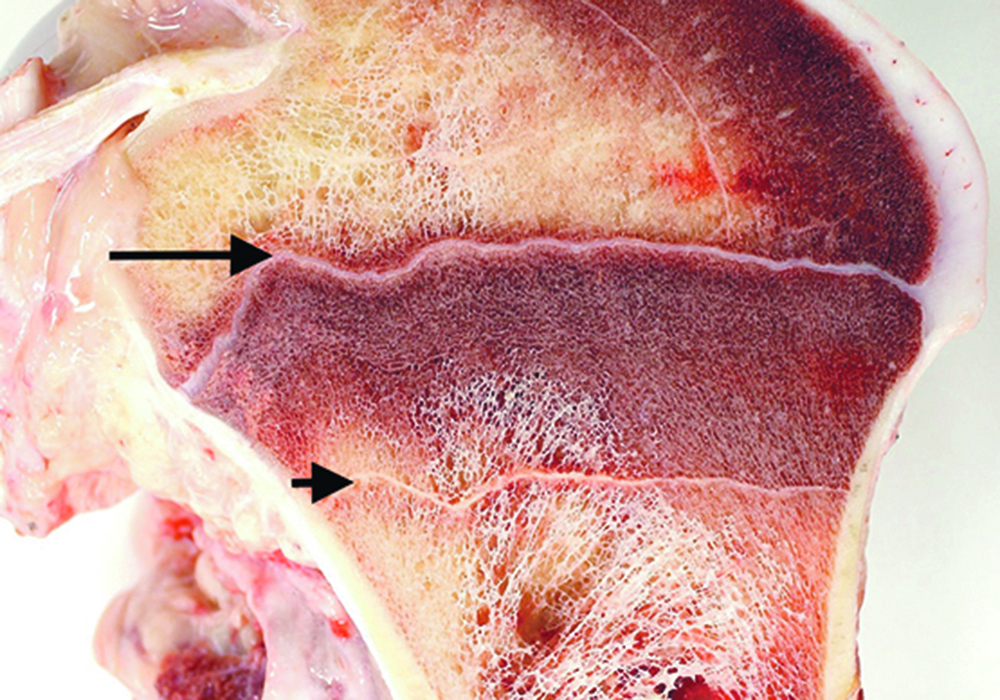 Visible lines occur in the bone following viral infections such as bovine viral diarrhea in calves. The long arrow indicates the normal growth plate and the short arrow indicates the abnormal line.  |  Dr. Jennifer Davies/University of Calgary Faculty of Veterinary Medicine photo