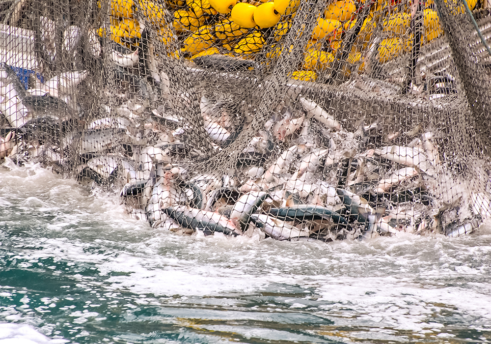 The WTO broke a multi-year deal-making drought in June by clinching a series of agreements at a major trade conference in Geneva, including a fisheries deal. However, little has happened since then because of a deadlock over who should chair the fisheries and agriculture talks, delegates said.  Getty Images