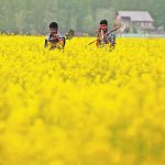 Media reports say Indian farmers could have genetically modified mustard seeds to plant in two years. | Reuters/Danish Ismail photo