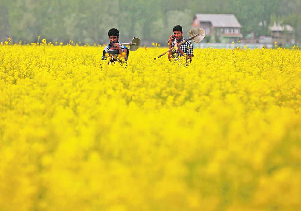 Media reports say Indian farmers could have genetically modified mustard seeds to plant in two years.  |  Reuters/Danish Ismail photo