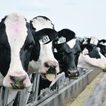 The United States asks Canada for formal consultations over dairy imports, which could lead to a second dispute resolution panel and possible retaliatory tariffs. | File photo