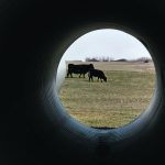 The Canadian Cattle Association says the goal of protecting 30 percent of prairie ecosystems is well in line with the ranching industry’s goal of maintaining native grasslands for grazing. | Mike Raine photo