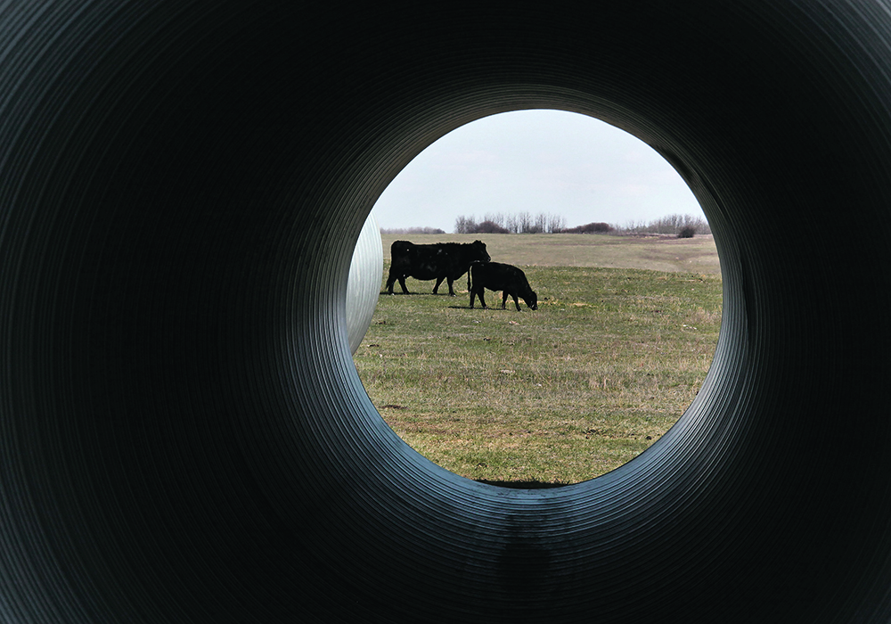 The Canadian Cattle Association says the goal of protecting 30 percent of prairie ecosystems is well in line with the ranching industry’s goal of maintaining native grasslands for grazing.  |  Mike Raine photo