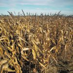 Argentina received a much-needed shot of rain at the end of December, but the core corn and soybean regions only received about 13 millimetres of moisture. | Reuters/Matias Bagliettoare photo