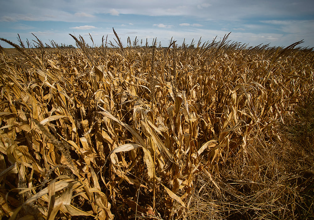 Argentina received a much-needed shot of rain at the end of December, but the core corn and soybean regions only received about 13 millimetres of moisture.  |  Reuters/Matias Bagliettoare photo