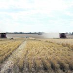 Western Australia, the country's biggest wheat exporting state, is estimated to produce 16 million tonnes of wheat as compared with earlier expectations of 13 million tonnes, said one Sydney-based trader. | Reuters photo
