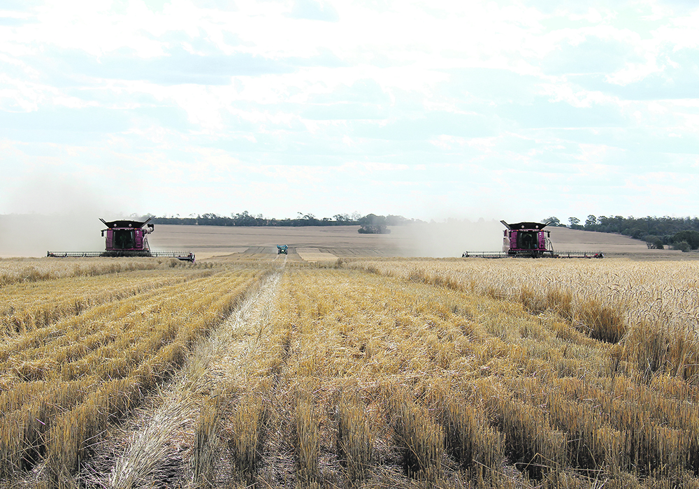 Western Australia, the country's biggest wheat exporting state, is estimated to produce 16 million tonnes of wheat as compared with earlier expectations of 13 million tonnes, said one Sydney-based trader. | Reuters photo