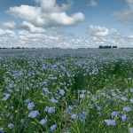 The proposal made a lot of sense to an organization that was struggling financially. Flax levy revenue plummeted to $405,000 in 2022, from $820,000 a year earlier due to reduced acres and drought. | File photo