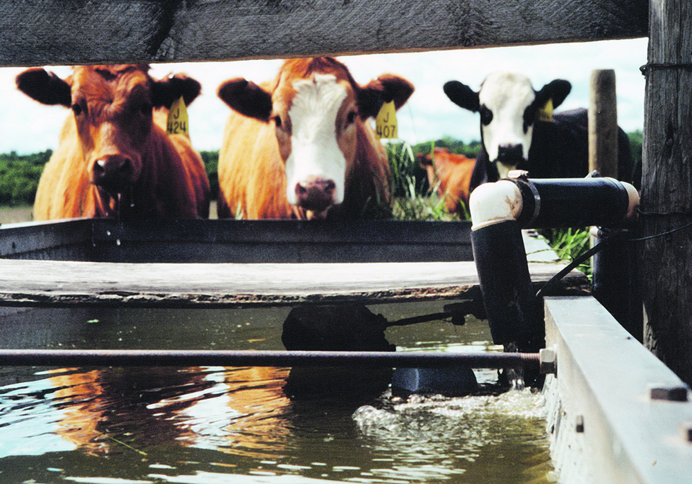 A watershed district official says producers are embracing protected livestock watering systems and cover cropping in response to recent weather crises.  |  File photo