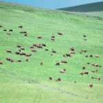 Practical conservationists are finding ways to produce food and preserve the environment at the same time. Farmers need to listen more to them than to the hostile critics who can sometimes dominate the conversation. | File photo