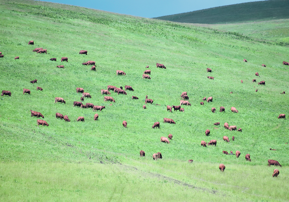 Practical conservationists are finding ways to produce food and preserve the environment at the same time. Farmers need to listen more to them than to the hostile critics who can sometimes dominate the conversation.  |  File photo
