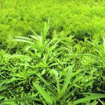 A kochia population that was found in Saskatchewan in 2021 was able to withstand a dose 16 times the field rate of Saflufenacil (Group 14). Kochia resistant to PPO inhibitors has also been found in North Dakota in 2022. | Michael Raine photo