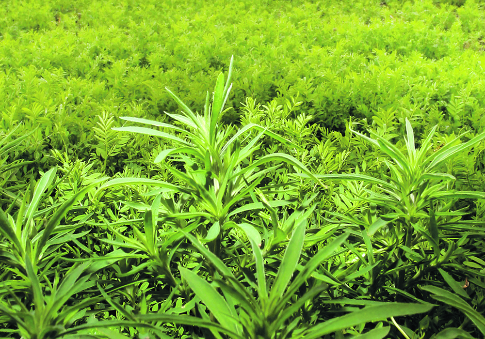 A kochia population that was found in Saskatchewan in 2021 was able to withstand a dose 16 times the field rate of Saflufenacil (Group 14). Kochia resistant to PPO inhibitors has also been found in North Dakota in 2022. |  Michael Raine photo