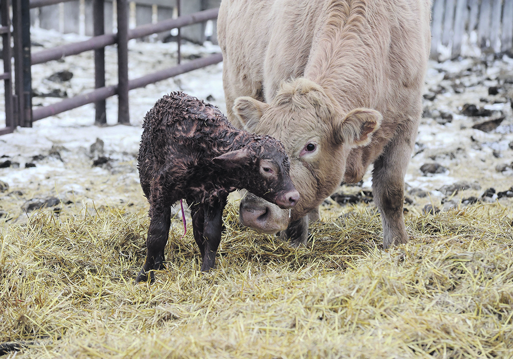 Assistance provided by producers can make a significant difference in calving outcomes when malpresentations occur.  |  File photo
