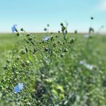 The Saskatchewan Flax Development Commission saw its levy revenue cut in half last year due to reduced acres and drought, and the outlook for this year isn’t much better. | File photo