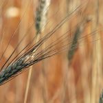 The Canadian durum sector is watching the weather in North Africa, where a dry start to the growing season has producers in the region on edge. | File photo