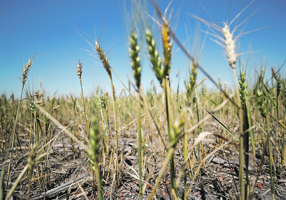 A wheat crop struggles on a farm in Argentina’s Buenos Aires province last month.  |  Reuters/Agustin Marcarian photo