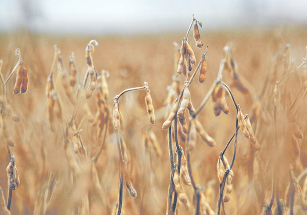 November 2023 soybeans futures, reflecting ever-bigger production woes in Argentina, climbed throughout the holiday season and finished 2022 near its contract high of $14.50 per bushel. | File photo