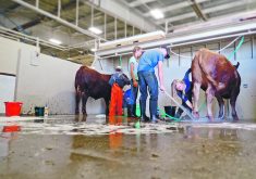 4-H members wash their calves before a show in Lethbridge in this file photo from 2017. The organization is marking a milestone anniversary in Canada this month.  |  File photo