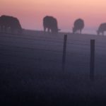Unlike the classic variant of the neurological disorder, which is largely connected to contaminated feed, atypical BSE is considered naturally occurring, rarely and spontaneously, in older cattle. | File photo