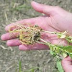 Plants appear to sense water not only by measuring moisture levels directly but by sensing other soluble molecules that move with the water within plants. | File photo