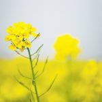 In October, India granted environmental clearance for indigenously developed GM mustard seeds, paving the way for the commercial use of its first GM food crop. | File photo