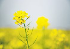 In October, India granted environmental clearance for indigenously developed GM mustard seeds, paving the way for the commercial use of its first GM food crop. | File photo