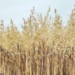 The Prairies accounted for 91 percent of Canada’s oat production in 2022-23, with the three provinces totalling 4.79 million tonnes and a 15-year high seeded area of 3.53 million acres. | Brian Cross photo