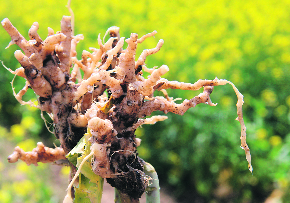 The disease has been making gains over the years, but a large part of the province still has not reported signs of infection. | File photo