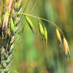 It’s hoped the PPO inhibitor will help farmers manage herbicide resistance in wild oats. | File photo