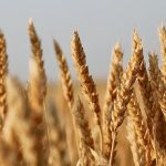 Researchers at the John Innes Centre at Norwich, United Kingdom, have discovered a new height-reducing gene named Rht13 that will allow seeds to be planted deeper in the soil with better access to moisture and with no adverse effect on each seedling’s early growth stages. | File photo