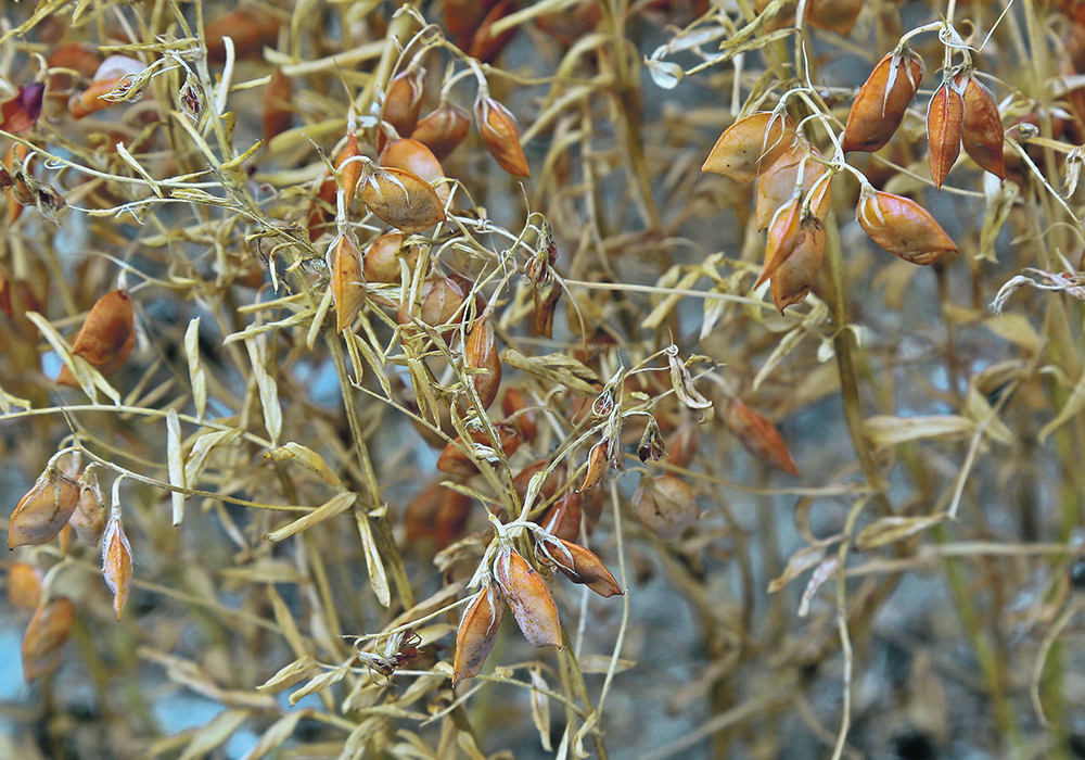 Higher pulse prices are behind the recent surge in check-off levy revenue at Saskatchewan Pulse Growers.  |  File photo