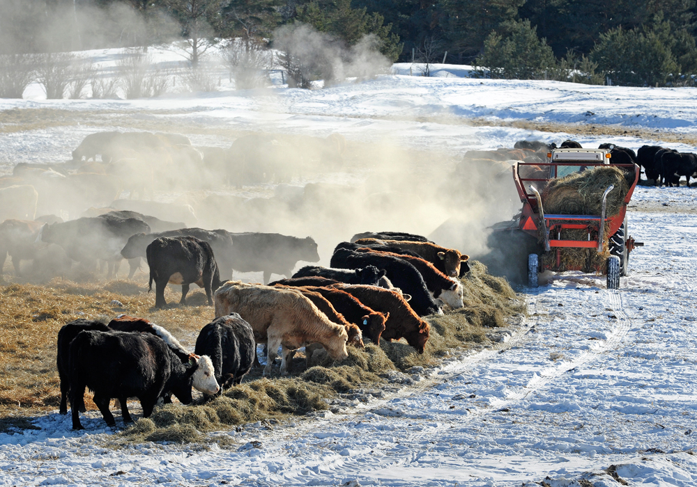 Results Driven Agriculture Research has launched networks that will target irrigation, soil health and beef improvement. | File photo