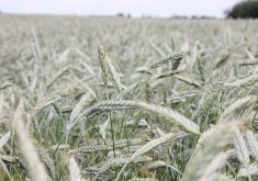 Members of the Saskatchewan Wheat Development Commission and the Saskatchewan Winter Cereals Development Commission vote to amalgamate the two organizations’ operations.  |  File photo