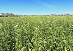 A company that is promoting production of camelina hopes the crop can be produced with existing equipment from seeding through harvest and processing.  |  Yield 10 Bioscience photo