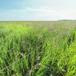 Fertilizing forage has been called a risk management strategy, considering the cost to buy and transport feed. | File photo