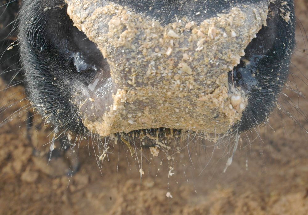 Funded by the Beef Cattle Research Council and Saskatchewan’s Agriculture Development Fund, the survey hopes to reach 500 cow-calf producers. | File photo