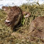 If calves become infected with liver flukes as a fetus, this could potentially result in redwater disease occurring in animals at a much younger age than what would normally be seen. | File photo