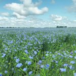Delegates attending the organization’s annual general meeting passed a resolution to seek input from registered flax growers this year about switching to a percentage-based levy amounting to 0.5 percent of gross sales, effective Aug, 1, 2024. | File photo