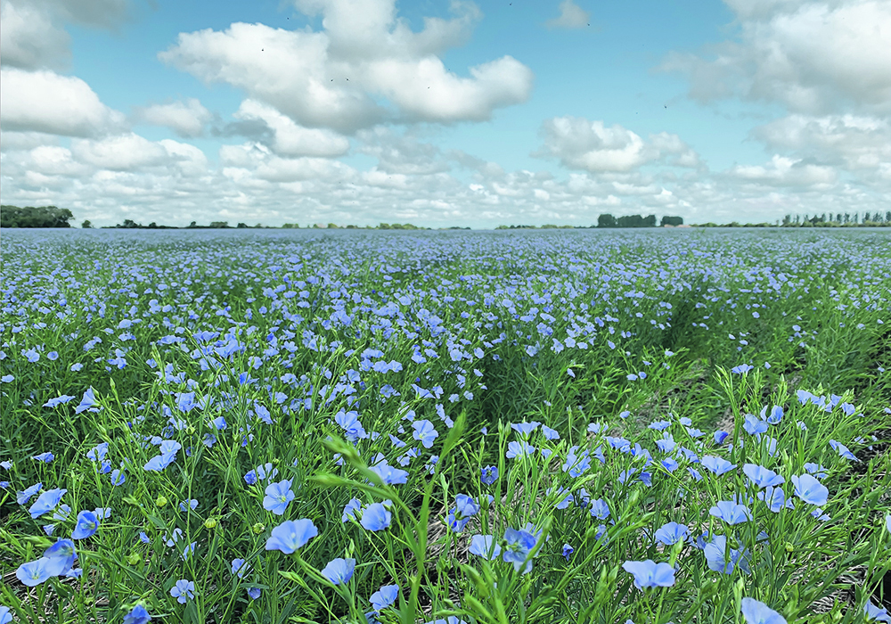Delegates attending the organization’s annual general meeting passed a resolution to seek input from registered flax growers this year about switching to a percentage-based levy amounting to 0.5 percent of gross sales, effective Aug, 1, 2024. | File photo